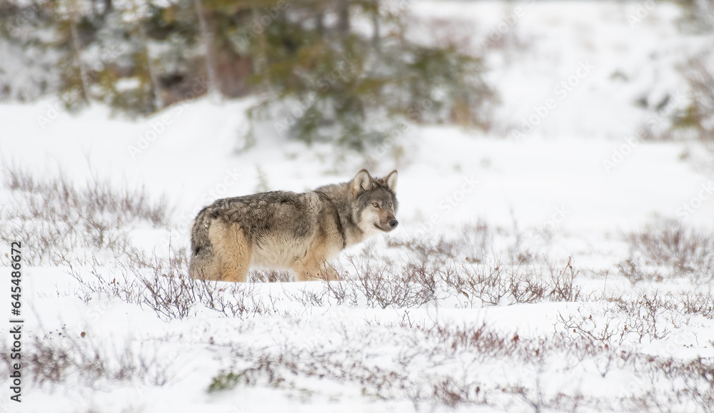 Obraz premium Grey Wolf in the Arctic