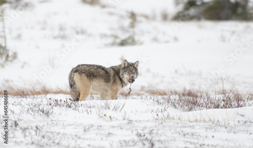 Grey Wolf in the Arctic