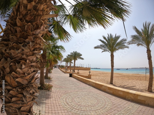 Palm trees on the beach. Hurghada. Egypt