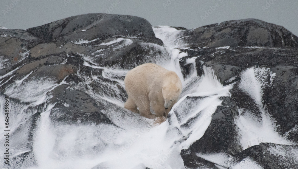 Naklejka premium Polar bear on cliff