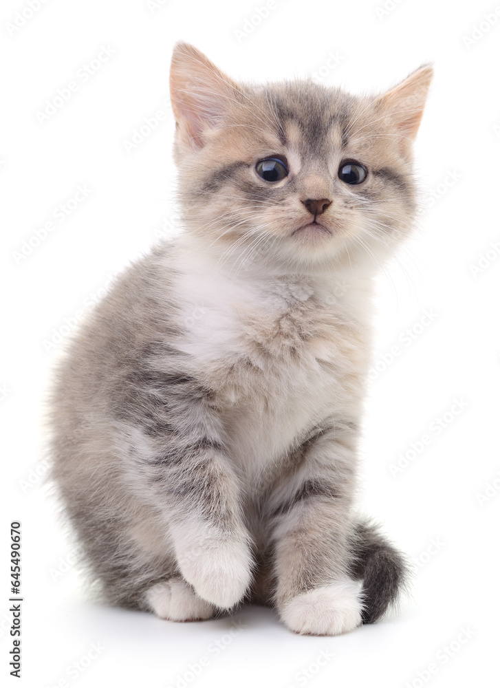 Kitten on white background. Kitten on white background.