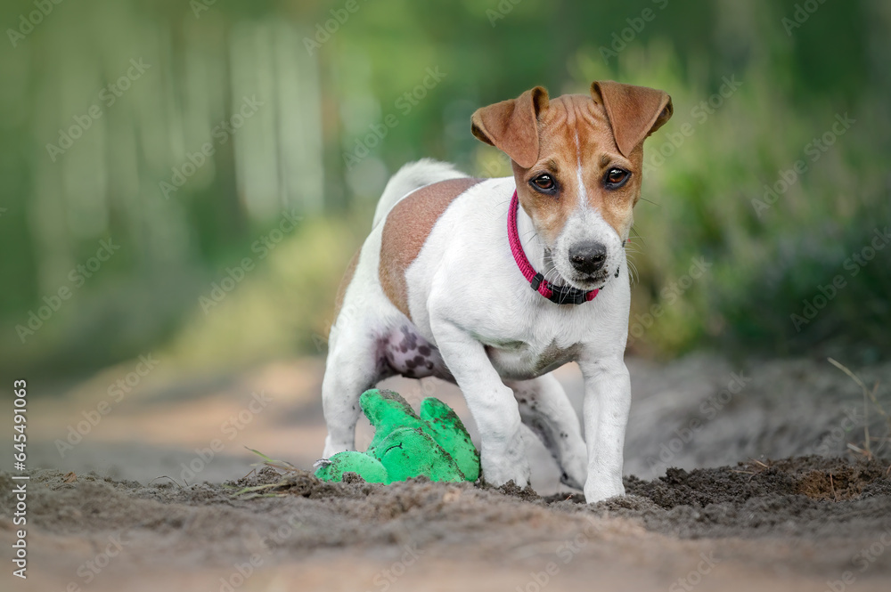 Szczeniak jack russel terrier z zabawką w lesie - obrazy, fototapety, plakaty 