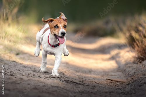 Wesoły szczeniak jack russle terrier biegnący w lesie photo