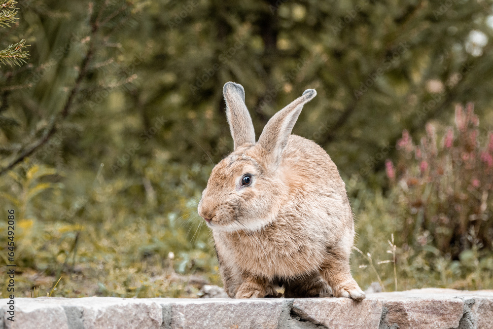 Fototapeta premium A female European rabbit sits on the stone ground and looks into a camera. Close-up portrait of a cute brown rabbit on a summer morning. 