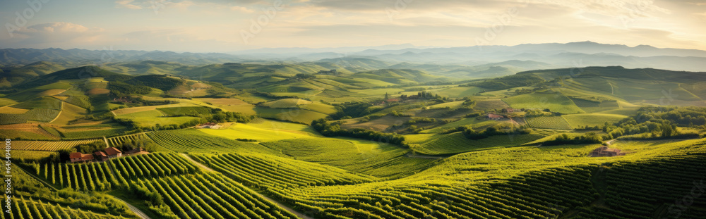 Aerial view over vineyard fields, rolling hills nature landspace