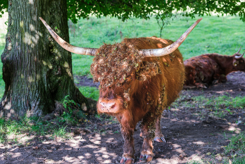 Portrait of a Scottish Highland cow in the shade with its head full of thistles and flies in a nature park near Rotterdam. These animals keep the park clean of weeds and tall grass in a natural way