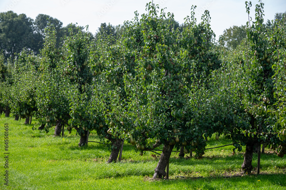 Green organic orchards with rows of Conference  pear trees with ripening fruits in Betuwe, Gelderland, Netherlands