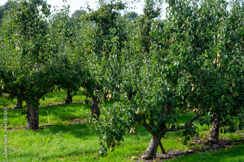 Green organic orchards with rows of Conference  pear trees with ripening fruits in Betuwe, Gelderland, Netherlands