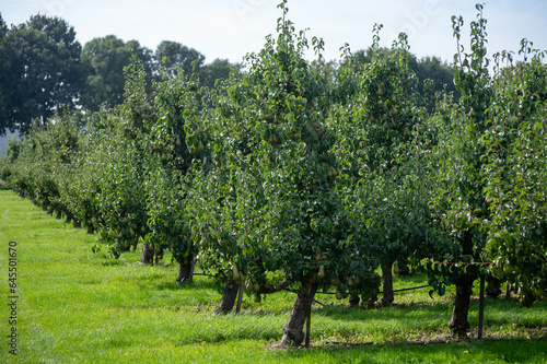 Green organic orchards with rows of Conference  pear trees with ripening fruits in Betuwe  Gelderland  Netherlands
