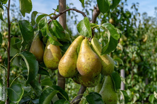 Green organic orchards with rows of Conference pear trees with ripening fruits in Betuwe, Gelderland, Netherlands