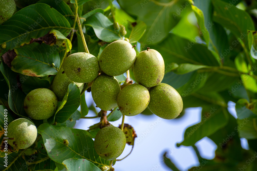 Walnut tree with big ripe nuts in green shell close up Walnut tree with big ripe nuts in green shell close up