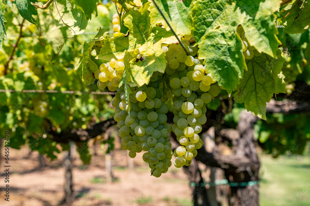 Vineyard with growing white wine grapes in Lazio, Italy, chardonnay and malvasia grapes