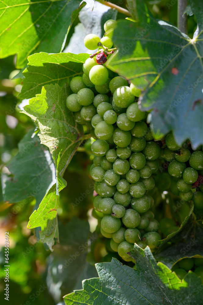 Upripe green grapes on champagne vineyards in Cote des Bar, south of Champange, France