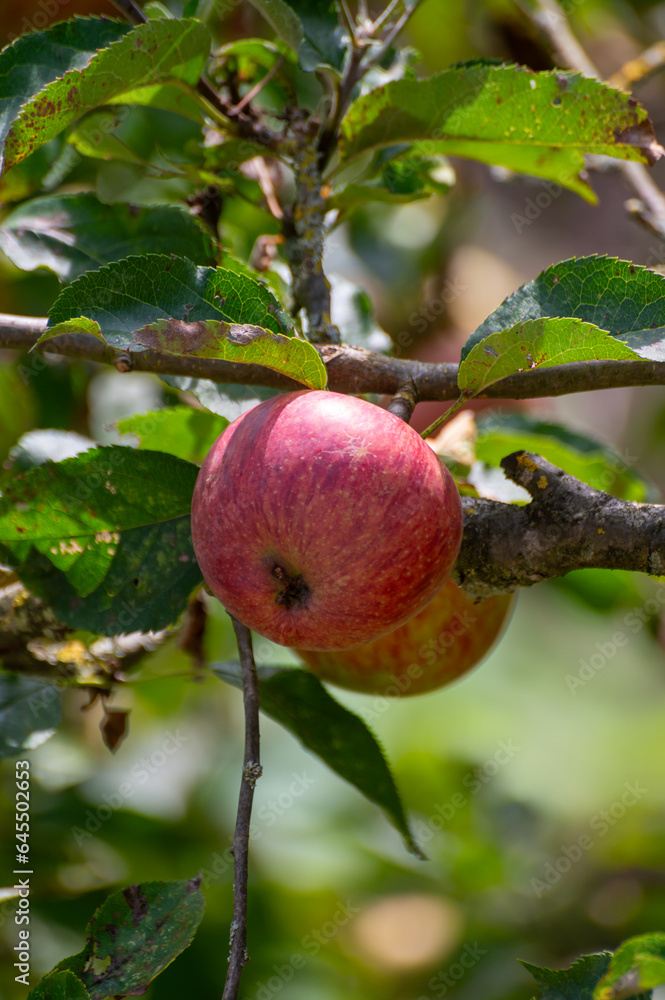 Harvesting time in fruit region of Netherlands, Betuwe, Gelderland, plantation of apple fruit trees in september, elstar, jonagold, ripe apples Harvesting time in fruit region of Netherlands, Betuwe, Gelderland, plantation of apple fruit trees in september, elstar, jonagold, ripe apples