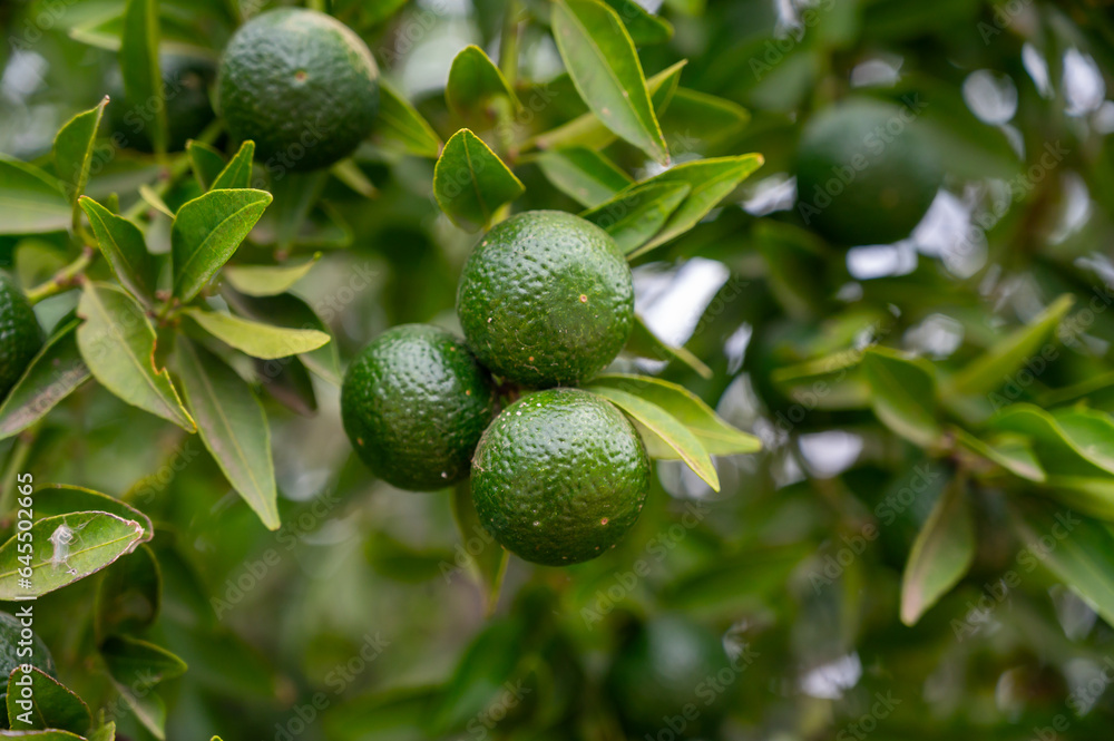 Tangerine mandarin tree with many green unripe citrus fruits Tangerine mandarin tree with many green unripe citrus fruits