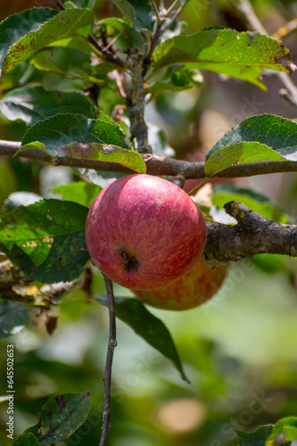 Harvesting time in fruit region of Netherlands, Betuwe, Gelderland, plantation of apple fruit trees in september, elstar, jonagold, ripe apples