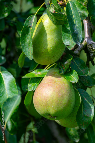 Green organic orchards with rows of Concorde pear trees with ripening fruits in Betuwe, Gelderland, Netherlands