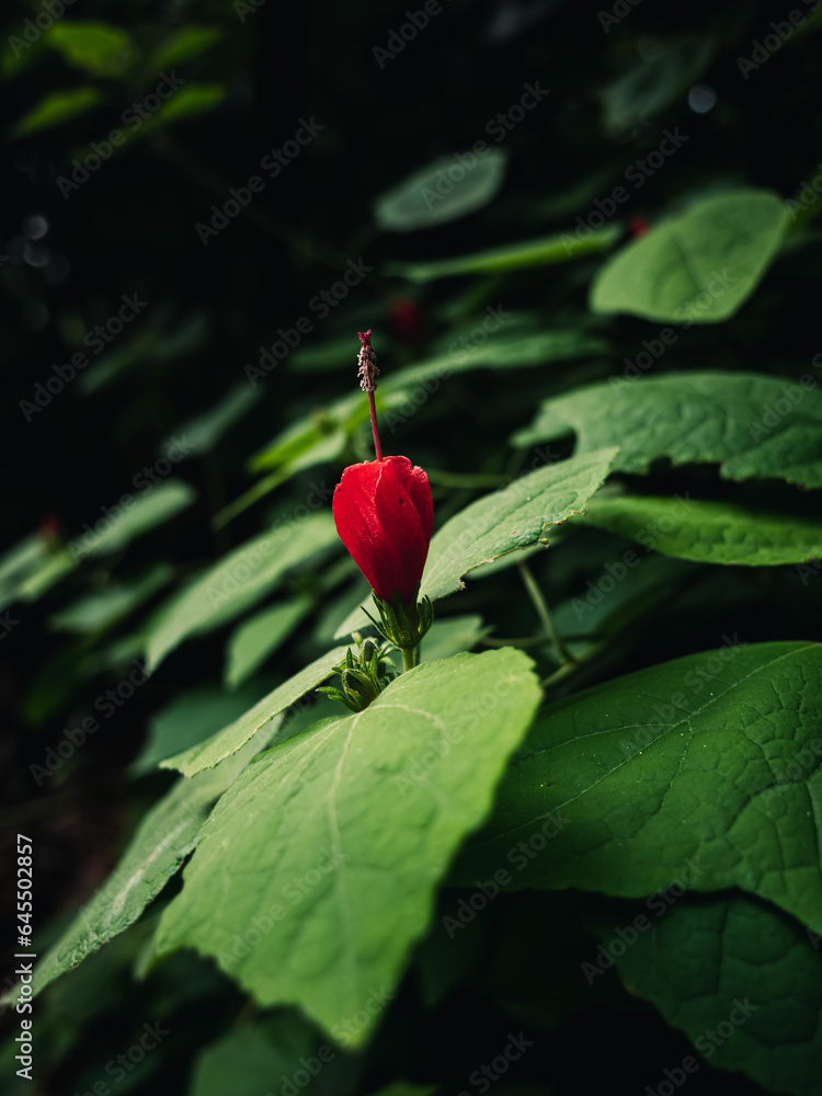 Red flower