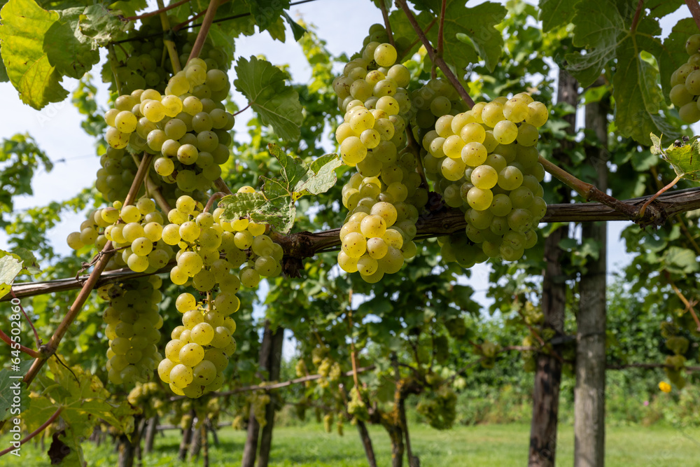 Wine making in Netherlands, ripe white and rose wine grape Cabernet Blanc ready for harvest on Dutch vineyards in Betuwe, Gelderland Wine making in Netherlands, ripe white and rose wine grape Cabernet Blanc ready for harvest on Dutch vineyards in Betuwe, Gelderland