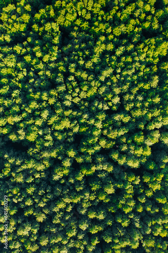 Nature's Green Tapestry: Aerial Perspective of the Summer Forest