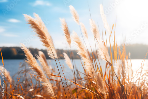 Reed Grass at a Lake and Bright Blue Sky