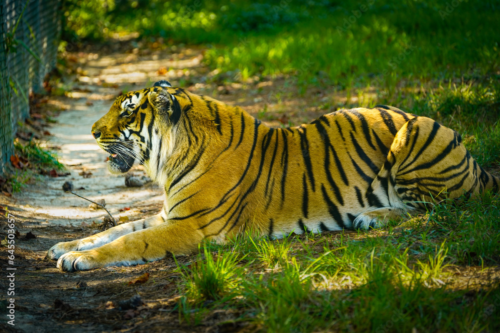 Obraz premium Tiger resting in the zoo