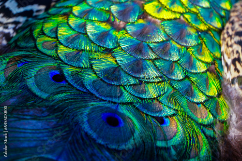 Peacock feather background