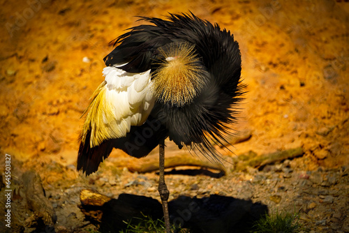 Beautiful gray crowned Crane,  also known as the Africal crowned crane. photo