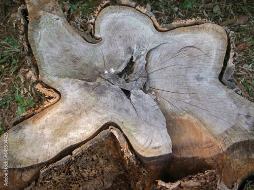 Texture of used trees that have been cut down. texture of the roots of a previously felled tree