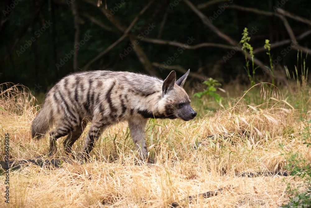 adult Striped Hyena (Hyaena hyaena) natural background adult Striped Hyena (Hyaena hyaena) natural background