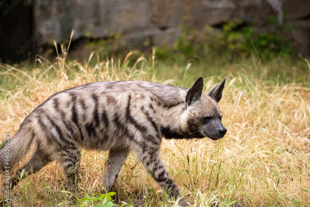 adult Striped Hyena (Hyaena hyaena) natural background adult Striped Hyena (Hyaena hyaena) natural background
