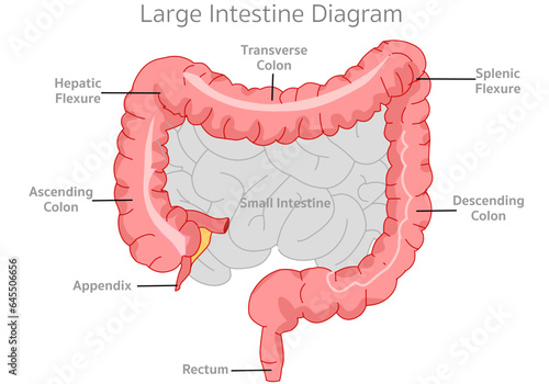 Large intestine anatomy, diagram. Colon parts, ascending, transverse descending colon. Hepatic, splenic flexure. Small intestine, appendix, anal canal, anus, rectum. Illustration vector photo