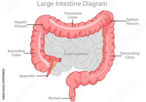 Large intestine anatomy, diagram. Colon parts, ascending, transverse descending colon. Hepatic, splenic flexure. Small intestine, appendix, anal canal, anus, rectum. Illustration vector