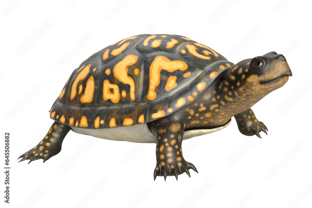 Obraz premium Box Turtle Isolated