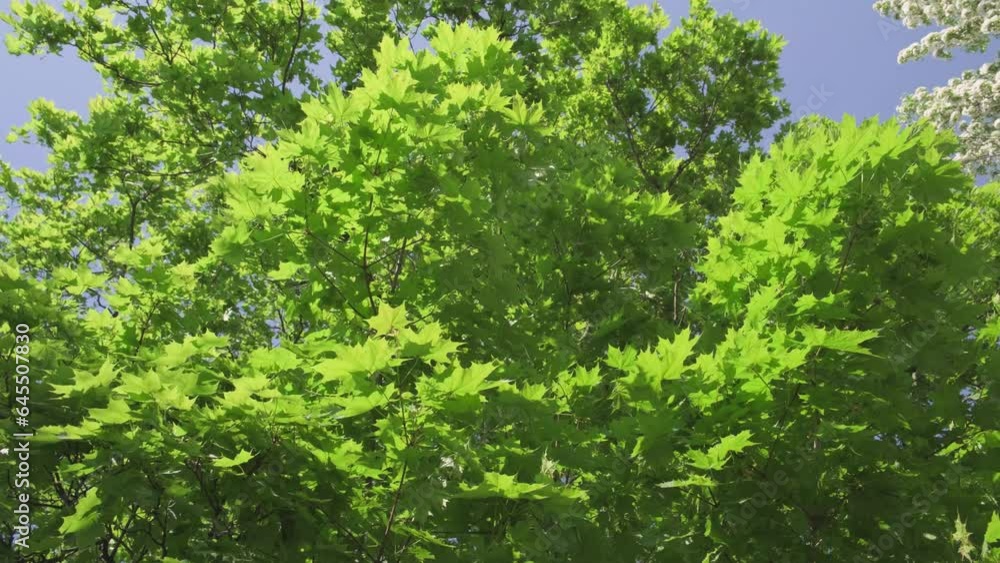 Green maple leaves on tree in sunlight. Green maple leaves on tree in sunlight.