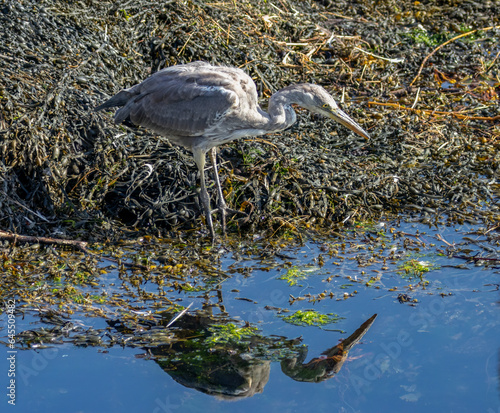 Juvenile grey heron patiently waiting at the edge of the water with seaweed and lovely water reflection 