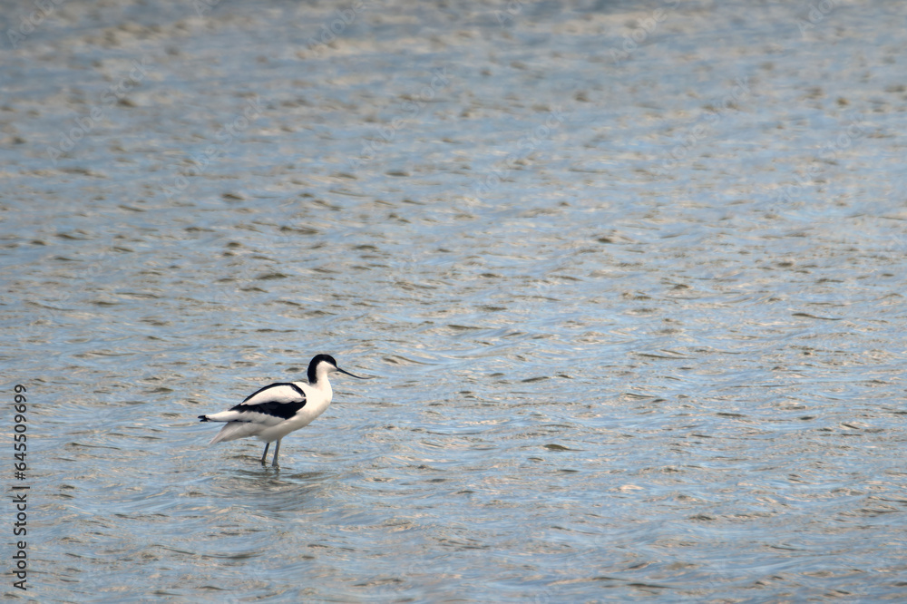 Avocet wader bird standing in shallow water Avocet wader bird standing in shallow water