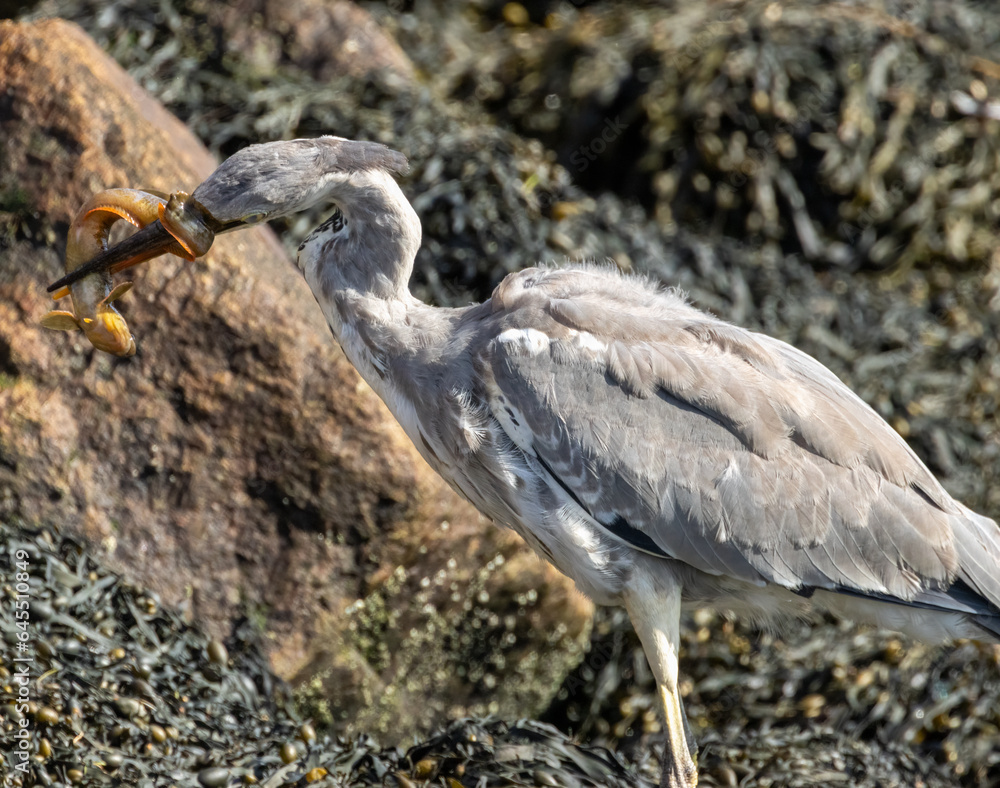 Fototapeta premium Juvenile grey heron catching a butterfish in its beak at the water's edge of a harbour 