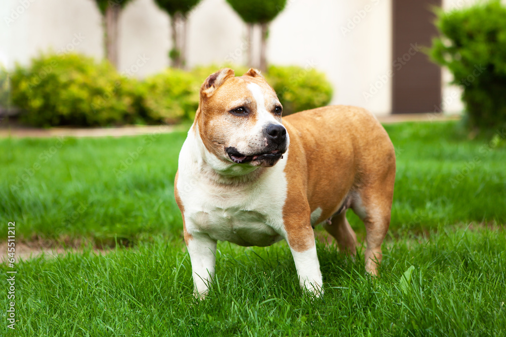 A beautiful dog, a guardian of the American Pit Bull breed, a female of white and brown color, walks in the yard on the lawn, poses for a photo.