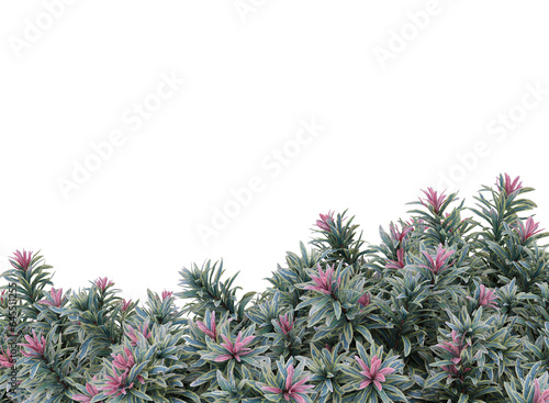 Various types of flowers grass bushes shrub and small plants