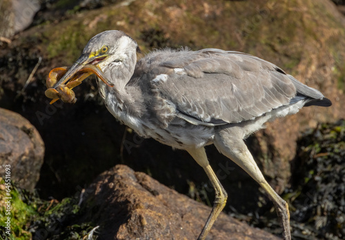 Juvenile grey heron catching a butterfish in its beak at the water's edge of a harbour 