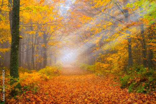 Fototapeta Naklejka Na Ścianę i Meble -  Autumn colors. Colorful image of tree leaves in autumn.