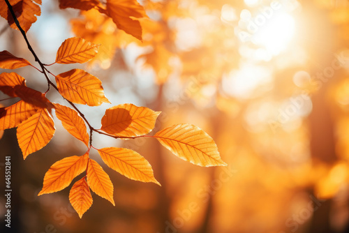 Beautiful orange and yellow autumn leaves against a blurry park in sunlight with beautiful bokeh