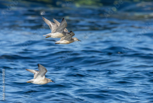 Red Knot seabirds in flight over the blue ocean along the coast © Sarah