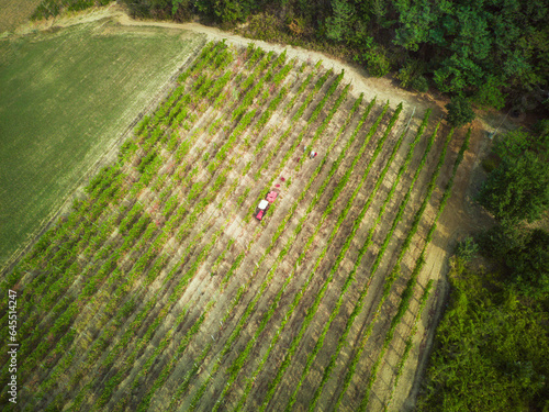 aerial view flyover of heroic farmers harvest organic grape in vineyard in summertime photo