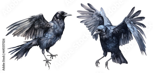 Crow watercolor clipart illustration with isolated background
