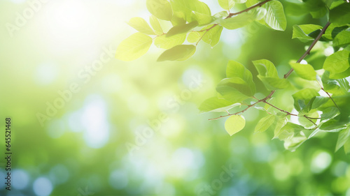 Fresh green leaves, plant, spring or summer season, bokeh, blur abstract background