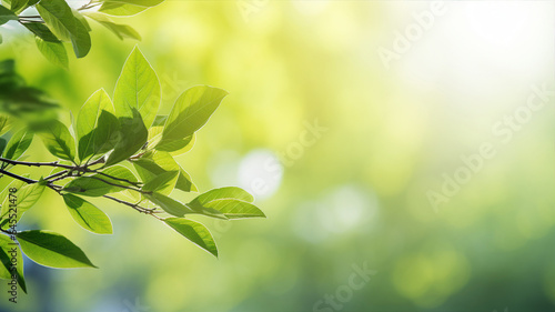 Fresh green leaves  plant  spring or summer season  bokeh  blur abstract background