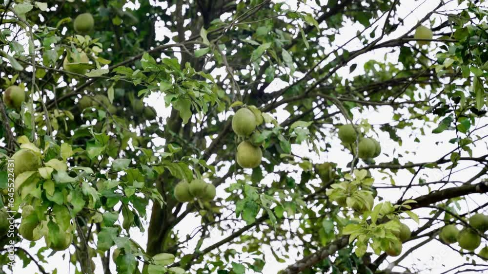 Green grapefruit growing on tree Green grapefruit growing on tree