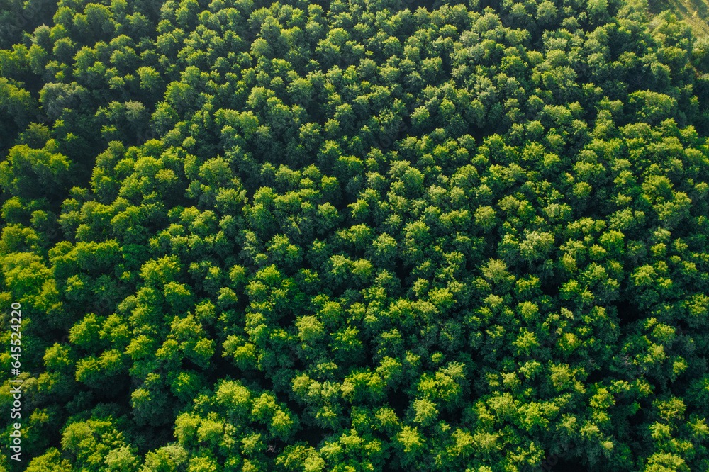 Green Canopy Vista: A Bird's-Eye Look at the Summer Forest